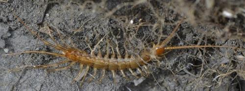 Réf. 297 653 : Eupolybothrus sp.